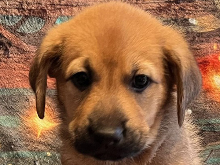 chinook puppy